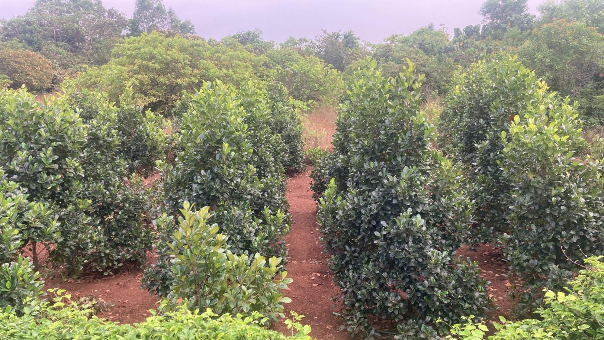 Mo'S Agro Villa Pāppinisseri Kültér fotó